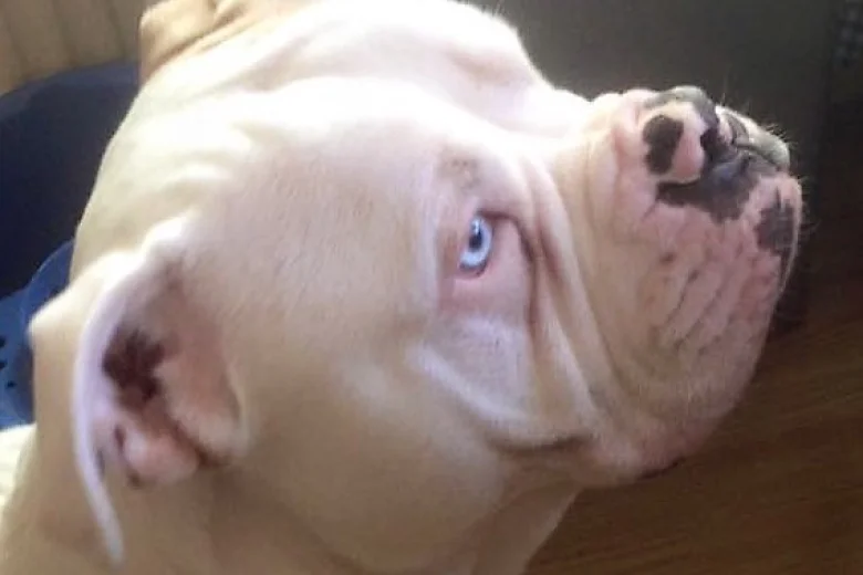 Alapaha Blue Blood Bulldog