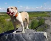 Alapaha Blue Blood Bulldog