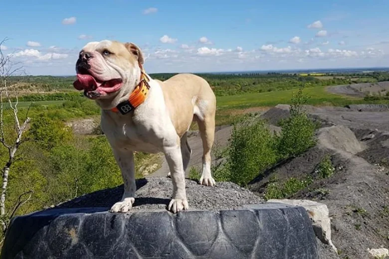 Alapaha Blue Blood Bulldog