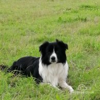 Border Collie