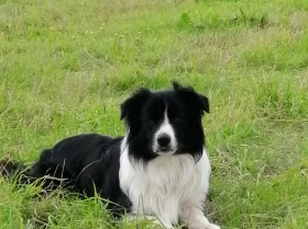 Border Collie