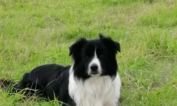 Border Collie