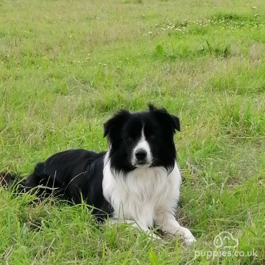 Border Collie