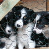 Border Collie