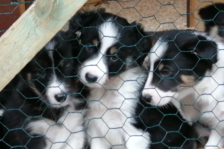 Border Collie