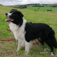 Border Collie