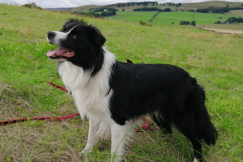 Border Collie