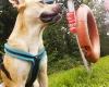 Bull Terrier