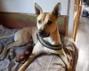 Bull Terrier