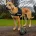 Bull Terrier