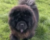 Chow Chow