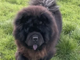 Chow Chow