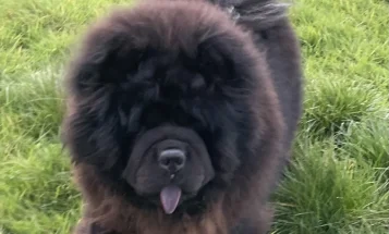 Chow Chow