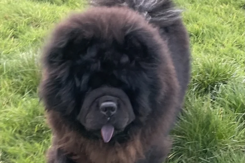 Chow Chow