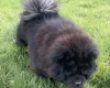Chow Chow