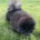 Chow Chow