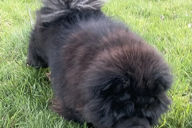 Chow Chow