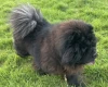 Chow Chow