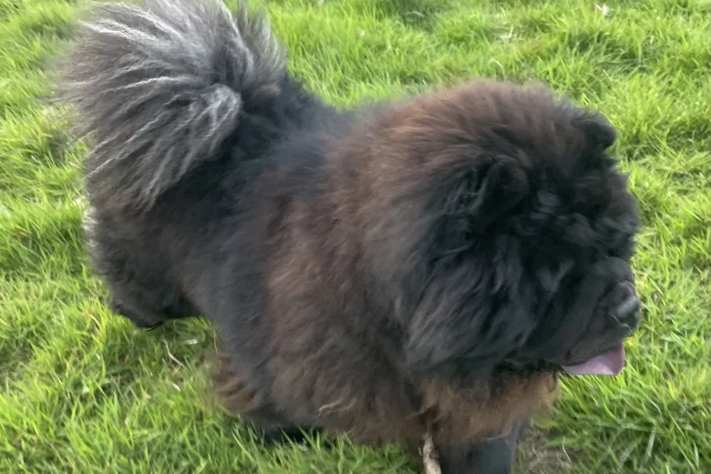 Chow Chow