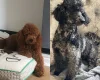 Miniature Poodle