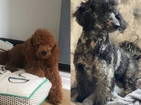 Miniature Poodle