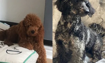 Miniature Poodle