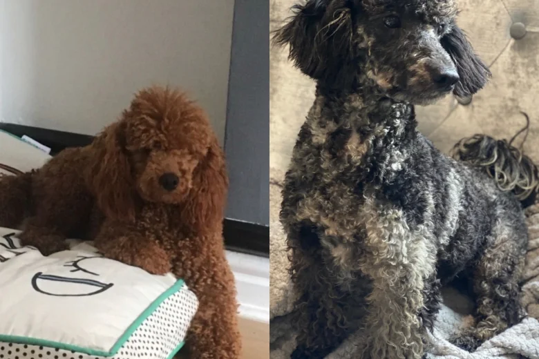 Miniature Poodle