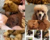 Miniature Poodle