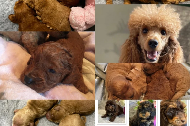Miniature Poodle