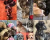 Miniature Poodle