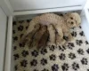 Poochon - Both