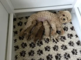 Poochon - Both