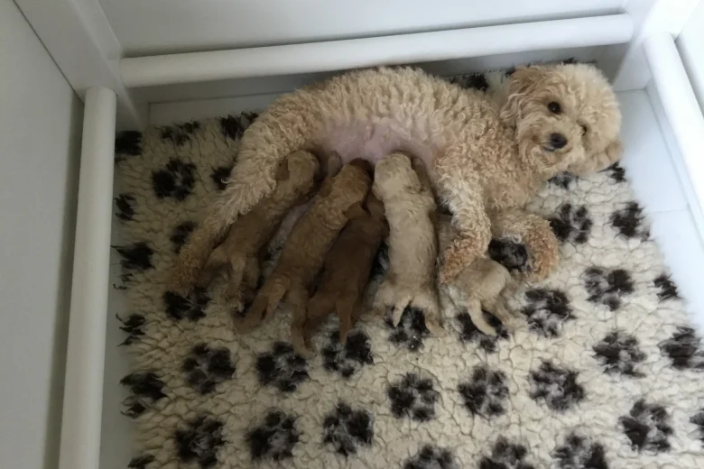 Poochon - Both