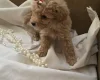 Poochon - Both