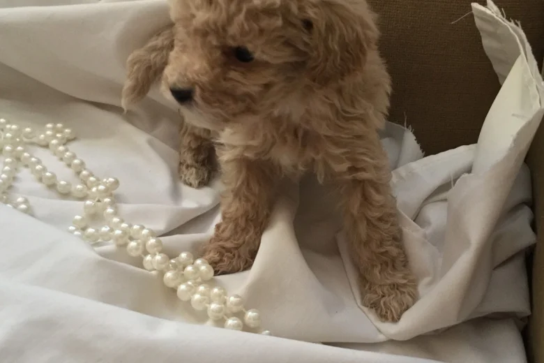 Poochon - Both