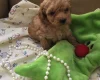 Poochon - Both