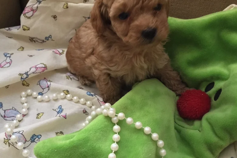 Poochon - Both