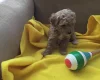 Poochon - Both