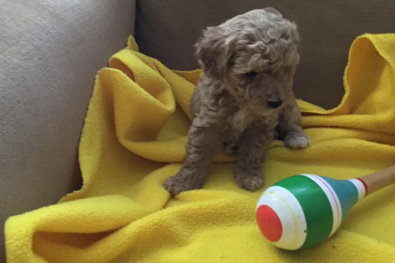 Poochon - Both