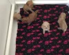 Poochon - Both