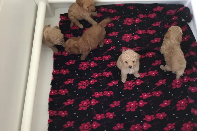 Poochon - Both