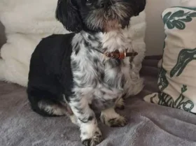 Shih Tzu