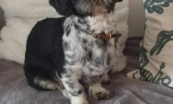Shih Tzu