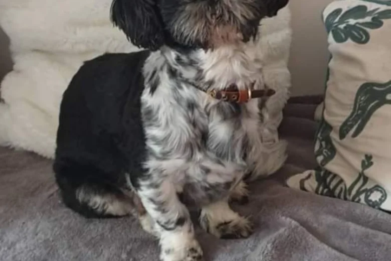 Shih Tzu