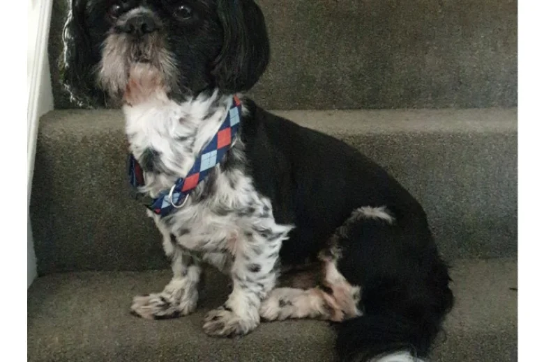 Shih Tzu