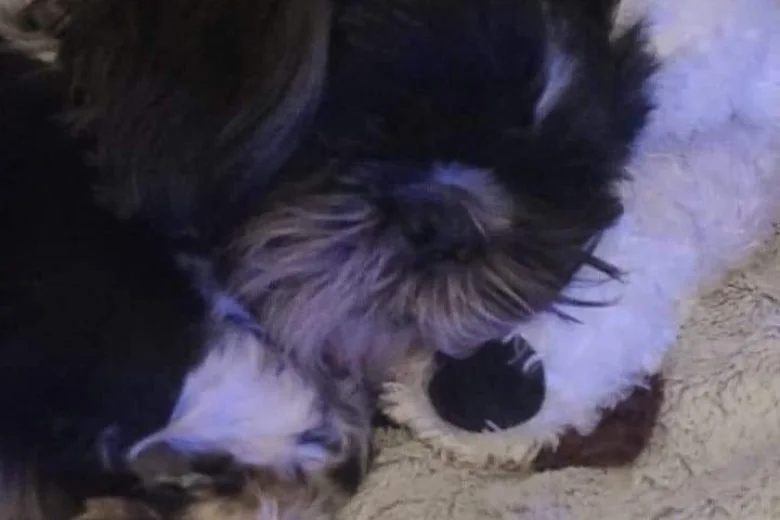 Shih Tzu