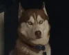 Siberian Husky