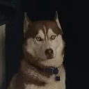 Siberian Husky
