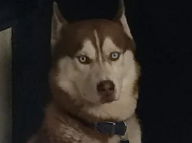Siberian Husky