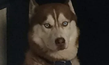 Siberian Husky